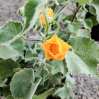 Indian Mallow