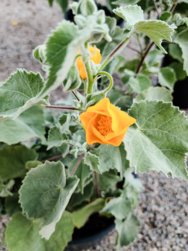 Indian Mallow