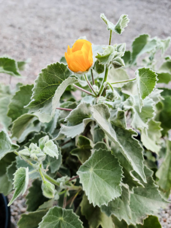 Indian Mallow