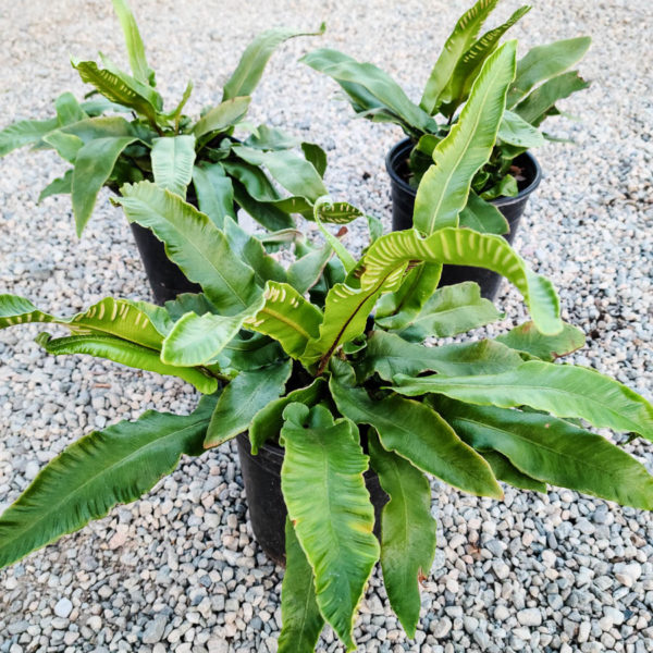 Hart’s Tongue Fern
