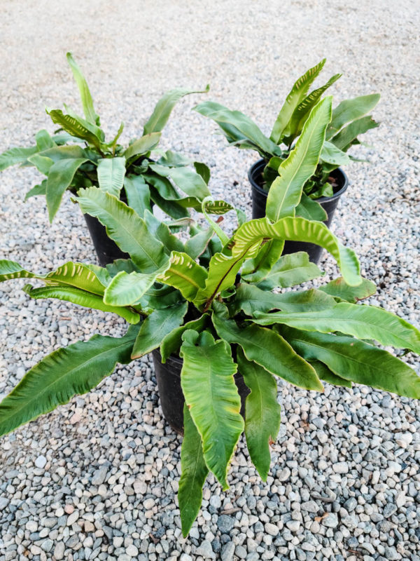 Hart’s Tongue Fern