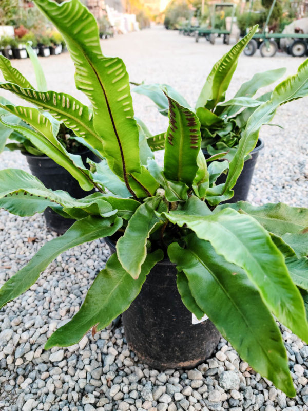 Hart's Tongue Fern