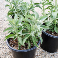 Compact White Sage