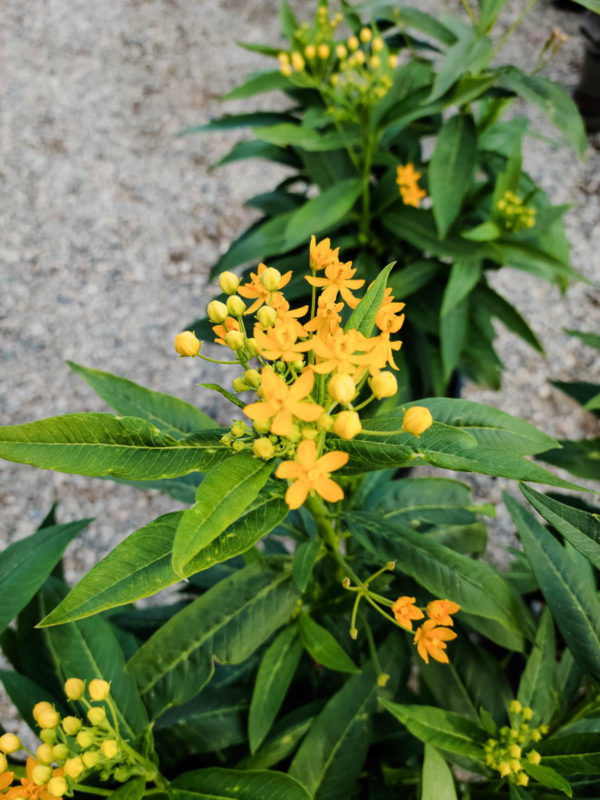 Silky Gold Milkweed