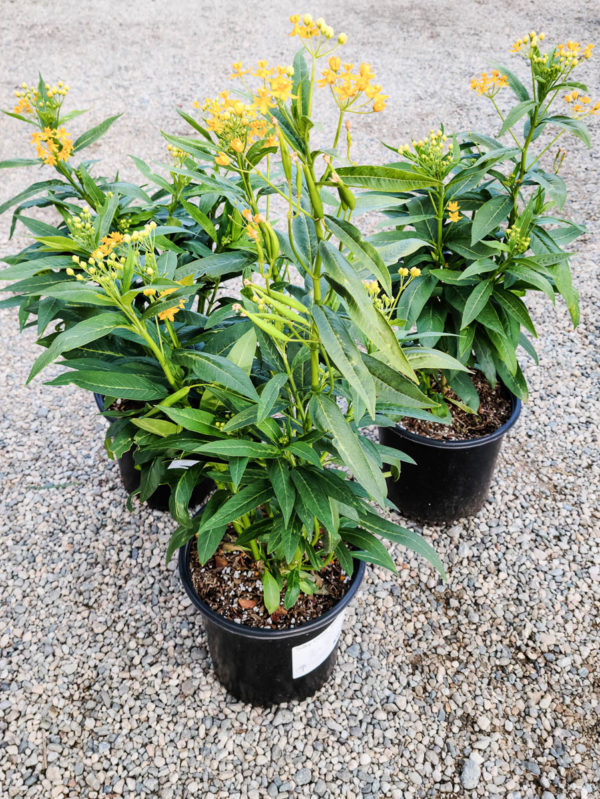 Silky Gold Milkweed