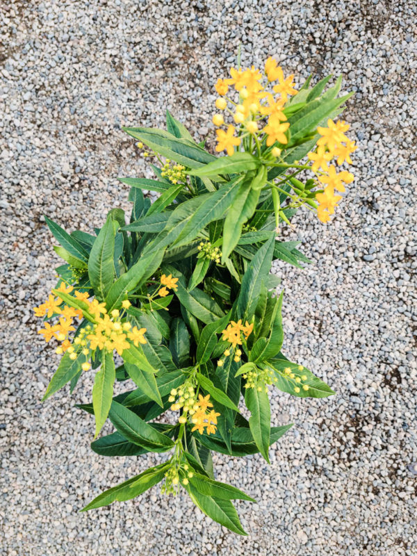 Silky Gold Milkweed