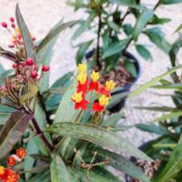 Scarlet Milkweed