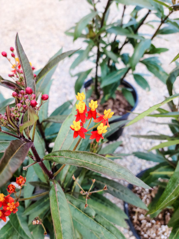 Scarlet Milkweed