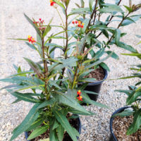 Scarlet Milkweed