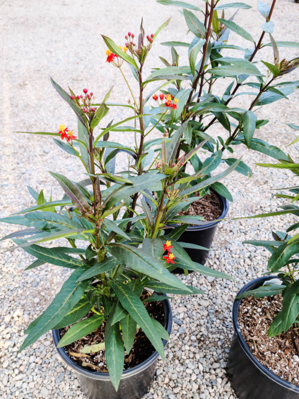 Scarlet Milkweed