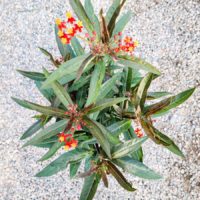 Scarlet Milkweed