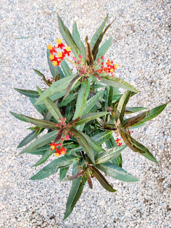 Scarlet Milkweed