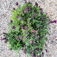 Bandera Purple Lavender