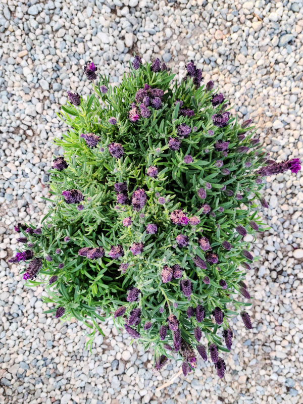 Bandera Purple Lavender