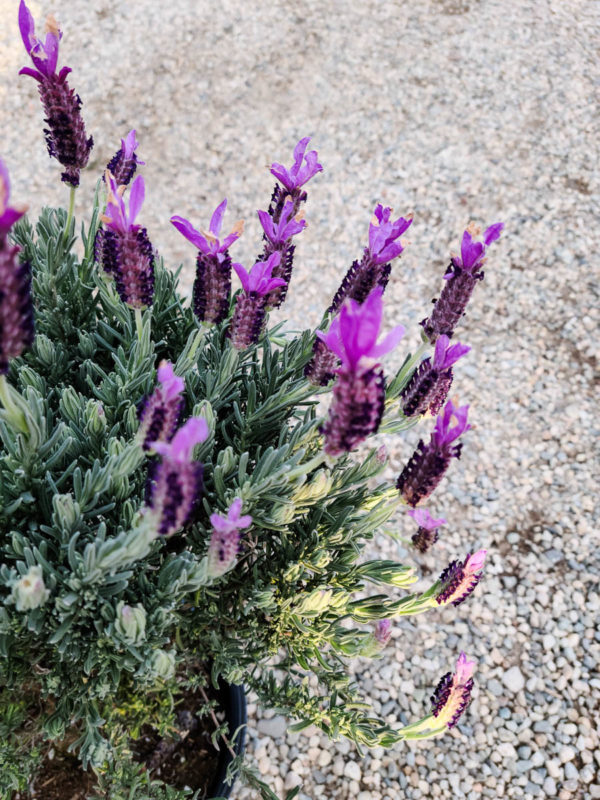 Bandera Purple Lavender