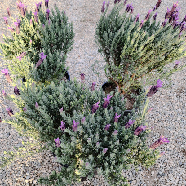 Purple Ribbon Lavender