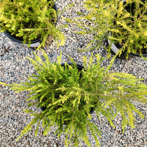 Golden Breath of Heaven