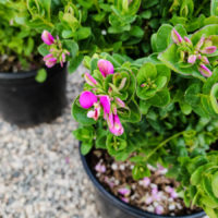 Dwarf Sweet Pea Shrub