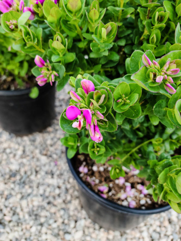 Dwarf Sweet Pea Shrub