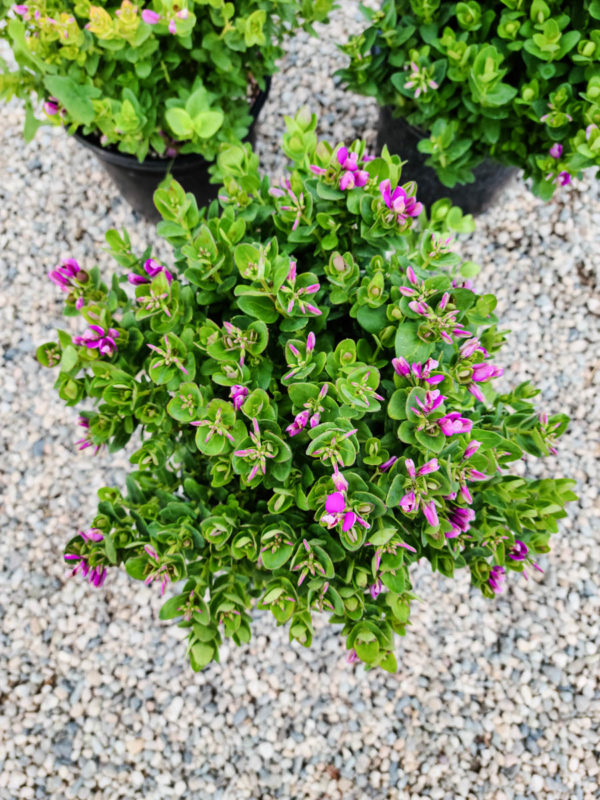 Dwarf Sweet Pea Shrub