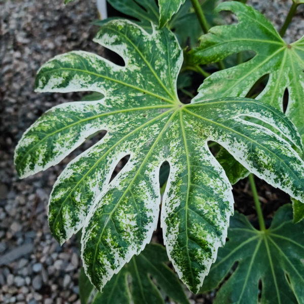 Spider’s Web Fatsia