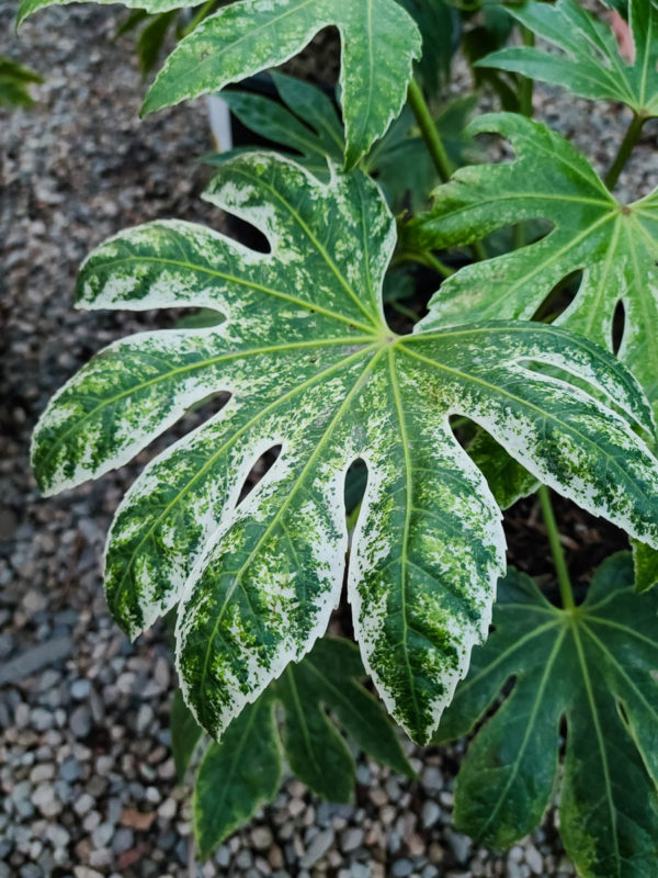 Spider’s Web Fatsia