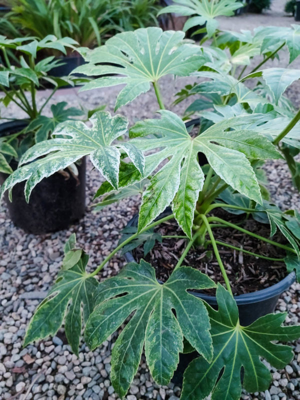 Spider’s Web Fatsia