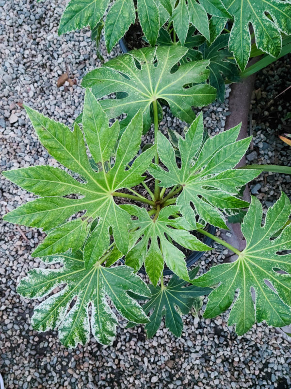 Spider’s Web Fatsia