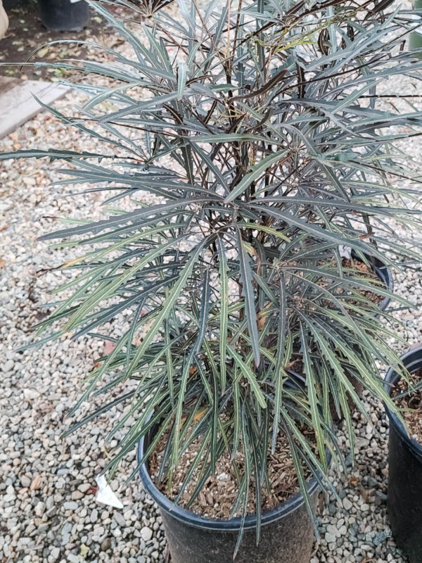 False Aralia