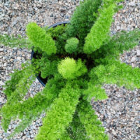 Foxtail Fern