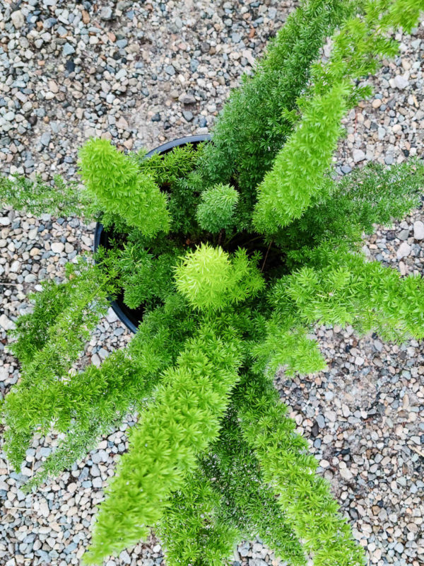 Foxtail Fern