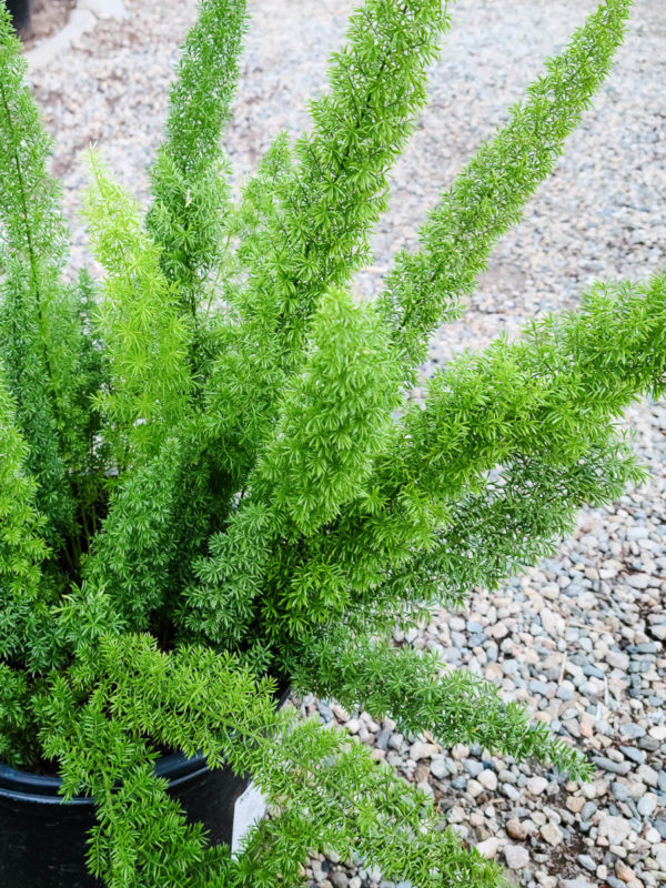 Foxtail Fern