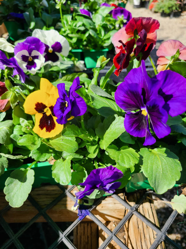 Annual Pansy