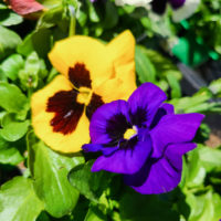 Annual Pansy