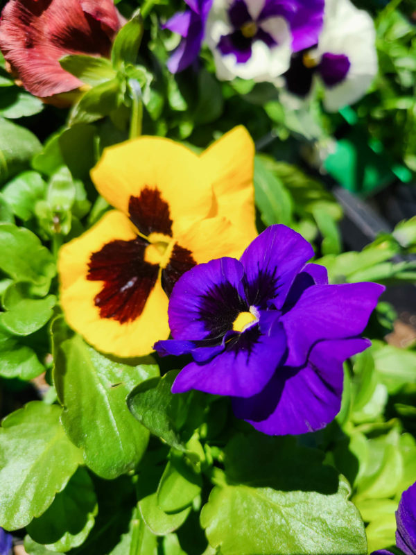 Annual Pansy