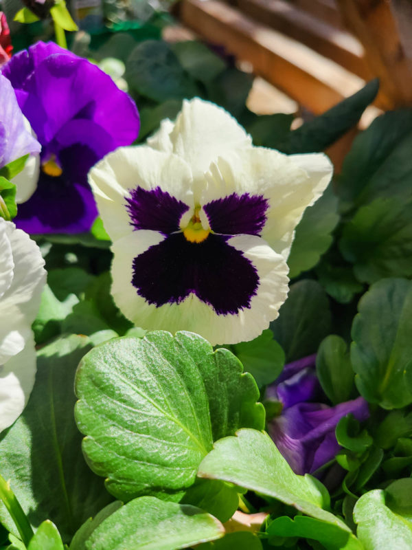 Annual Pansy