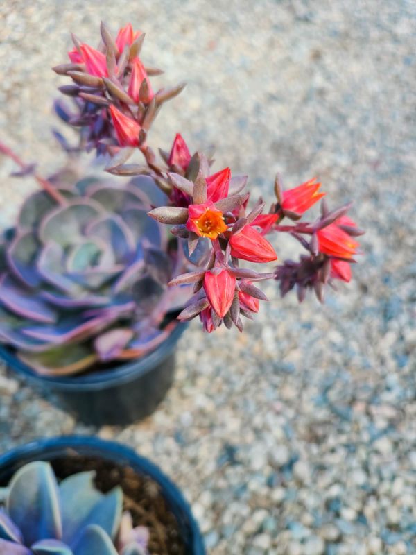 PERLE VON NURNBERG ECHEVERIA