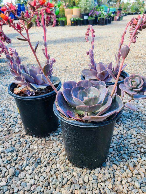 PERLE VON NURNBERG ECHEVERIA