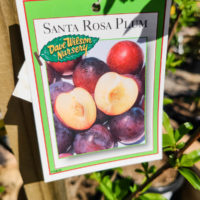 Santa Rosa Plum