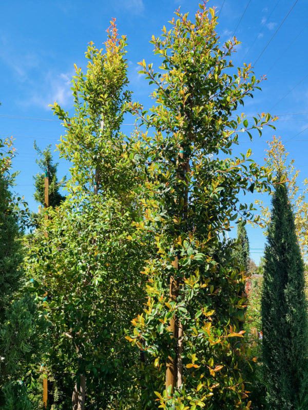 Australian Brush Cherry