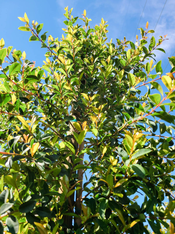 Australian Brush Cherry