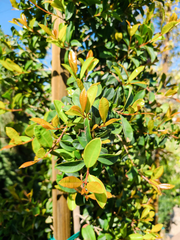 Australian Brush Cherry