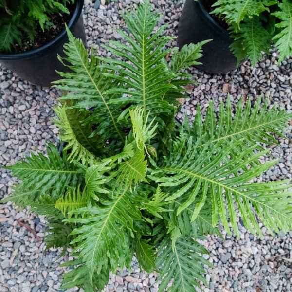 Silver Lady Fern