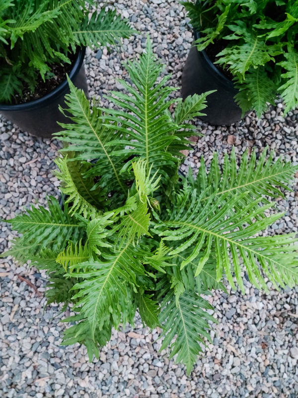 Silver Lady Fern