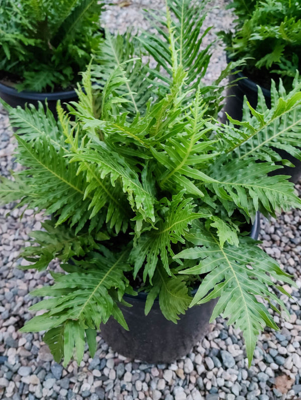 Silver Lady Fern