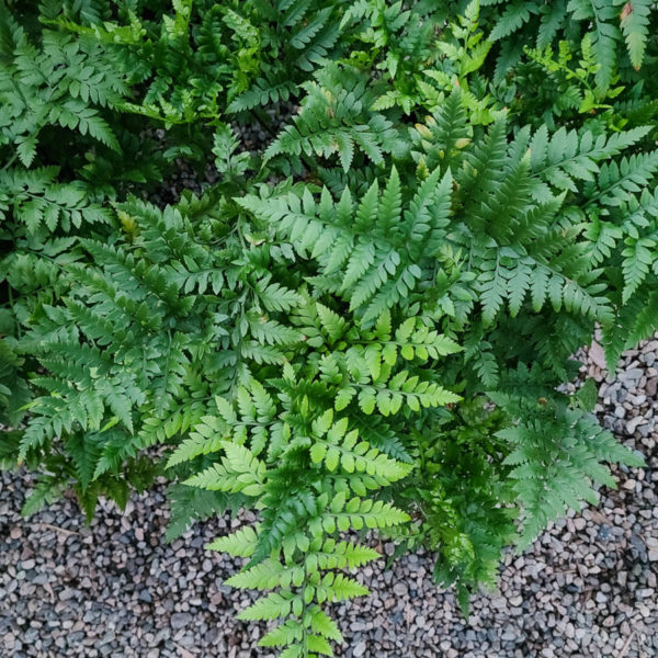 Leatherleaf Fern