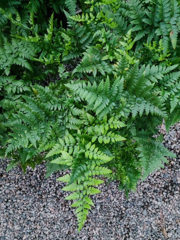 Leatherleaf Fern