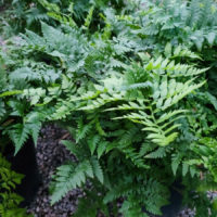 Leatherleaf Fern