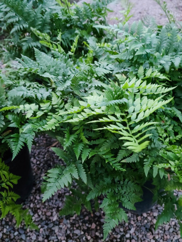 Leatherleaf Fern