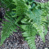 Leatherleaf Fern